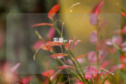 页面uv pv  第1张